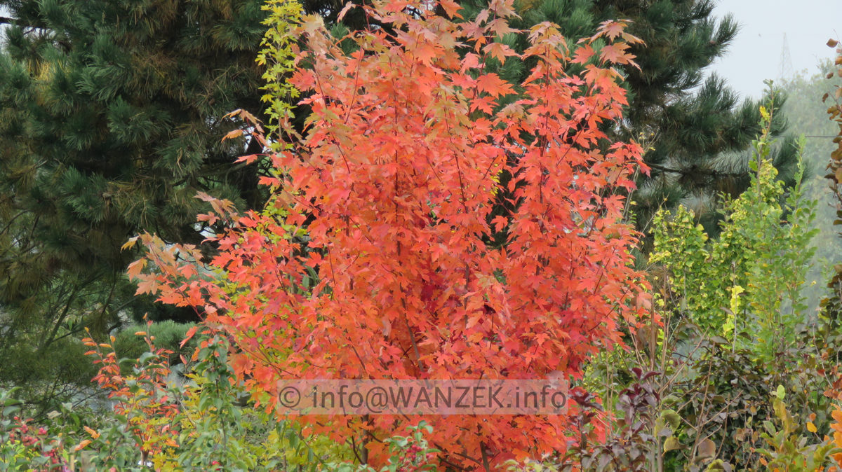 Acer rubrum Jeffersred Herbst 2015-10-21 001.JPG